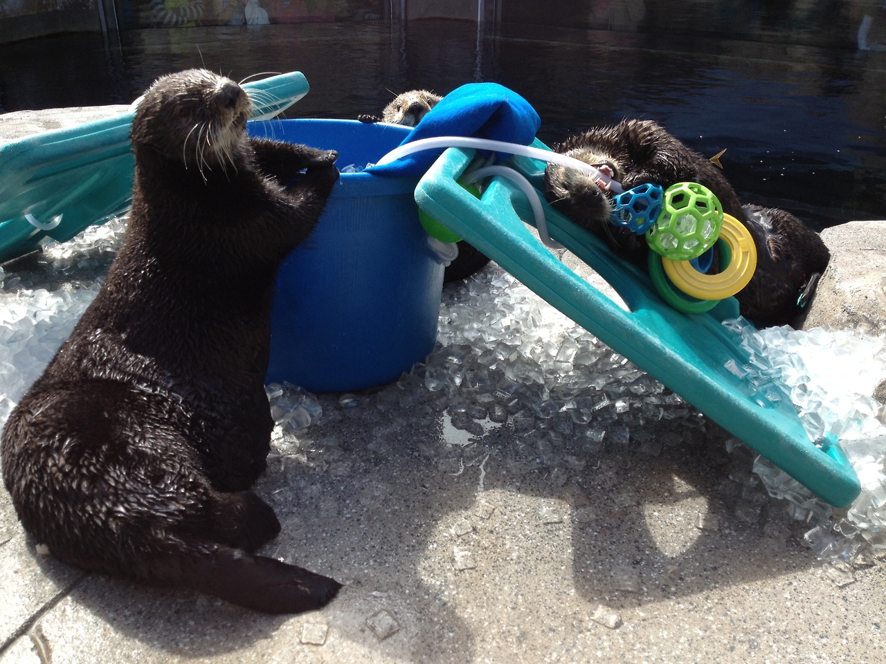 Sea Otters Pose with Their Toys