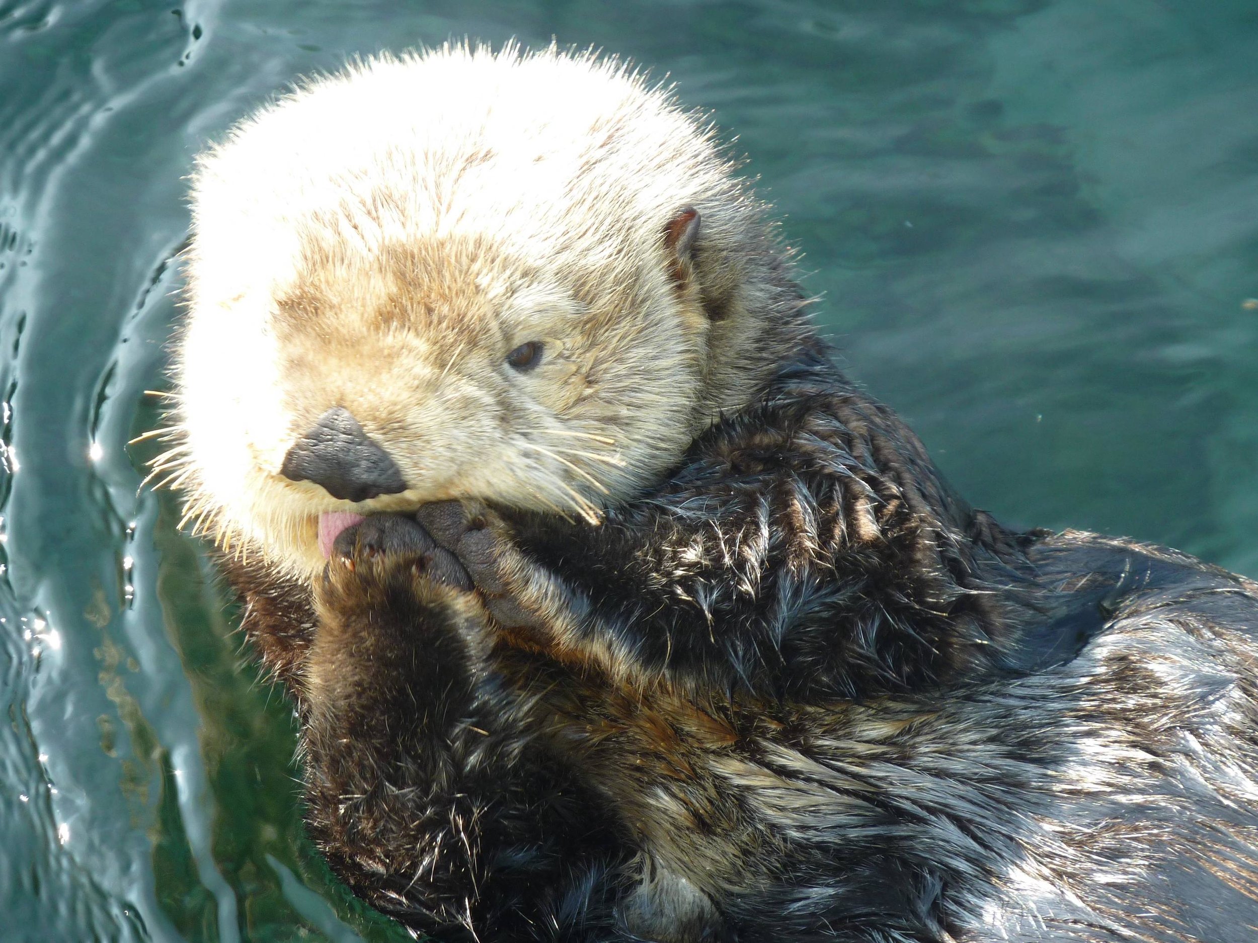 Sea Otter Licks Her Paws