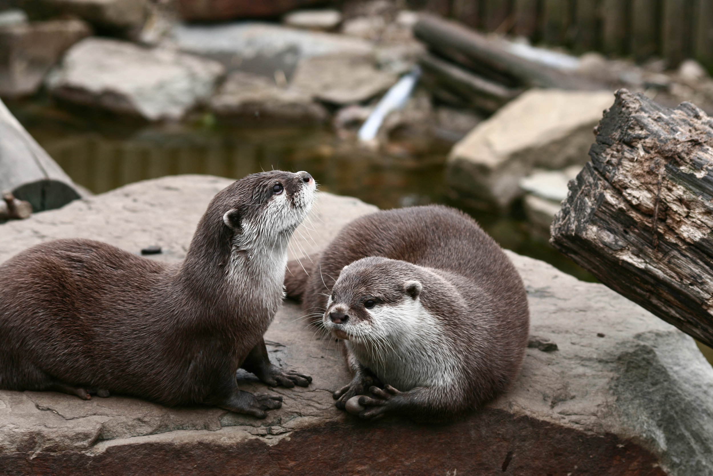 Otter Absentmindedly Holds a Stone