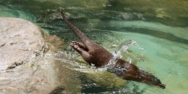 An Otter's Dive in Two Parts 2