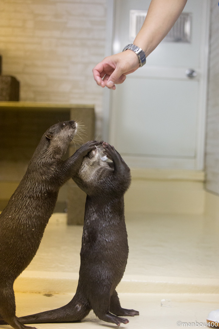 When His Friend Gets an Ice Cube, Otter Is Quick to Be Next in Line 2
