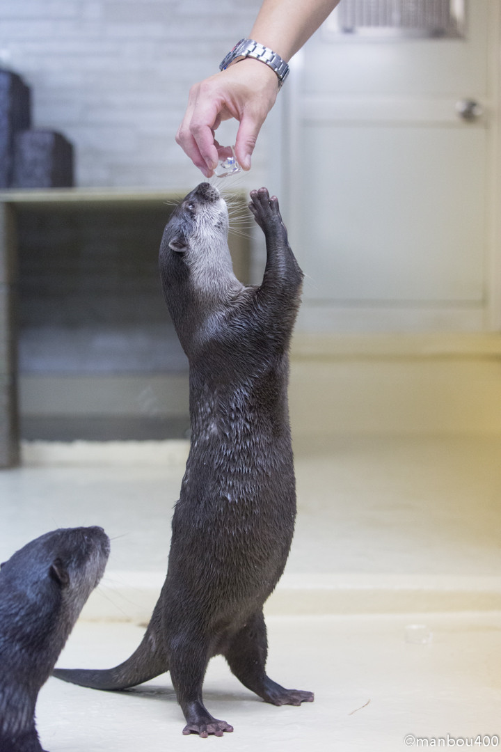 When His Friend Gets an Ice Cube, Otter Is Quick to Be Next in Line 1