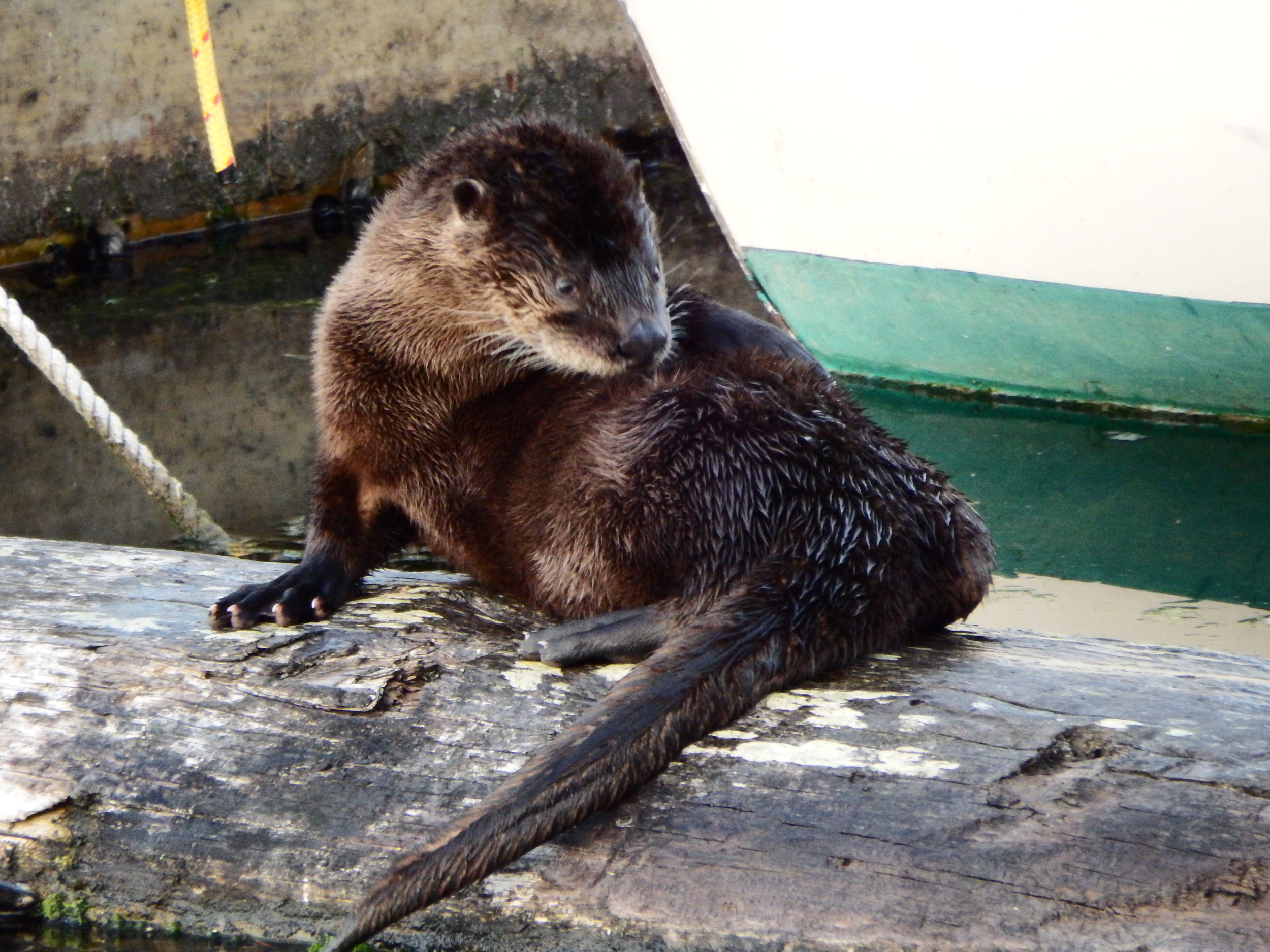 Is Otter About to Have a Great Scratch or Is His Fur Just That Interesting?