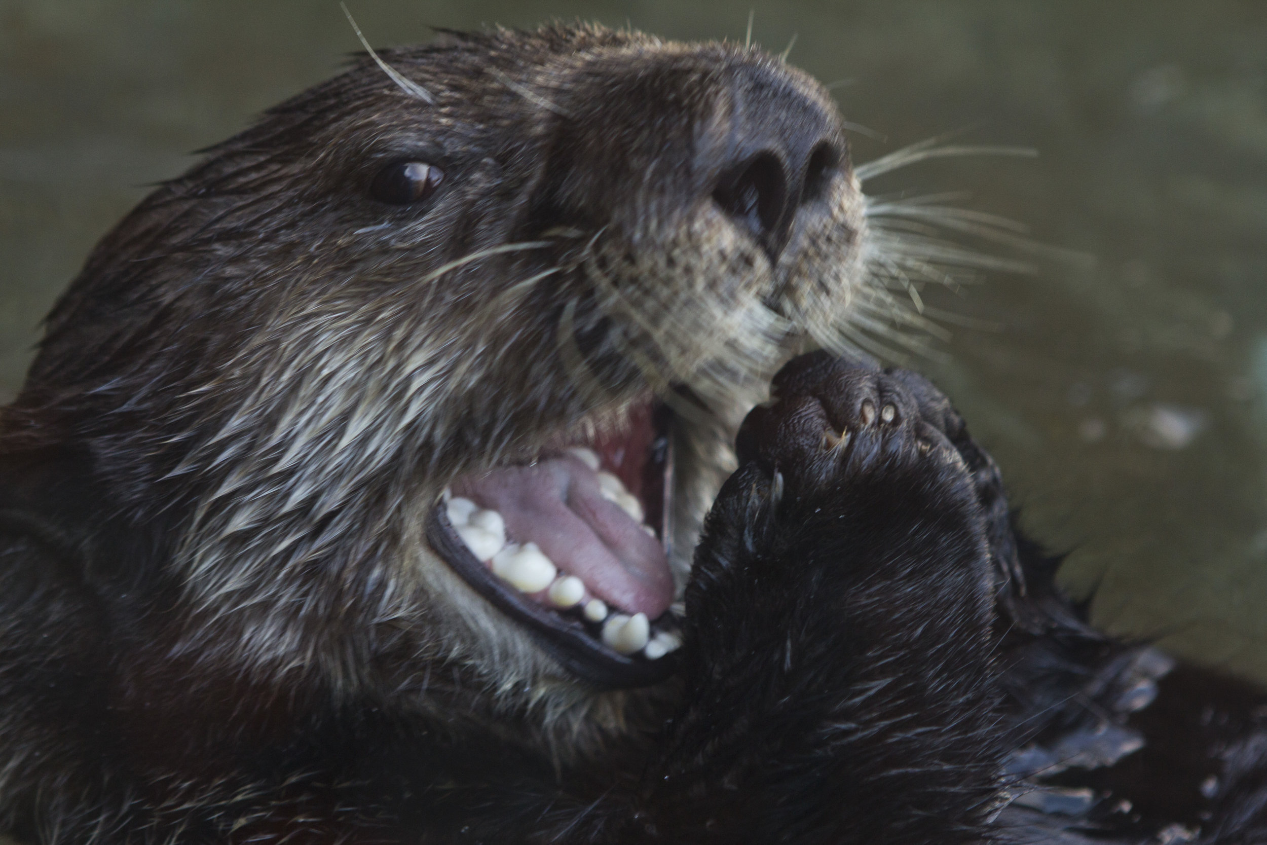 Sea Otter Is Happy to See You!