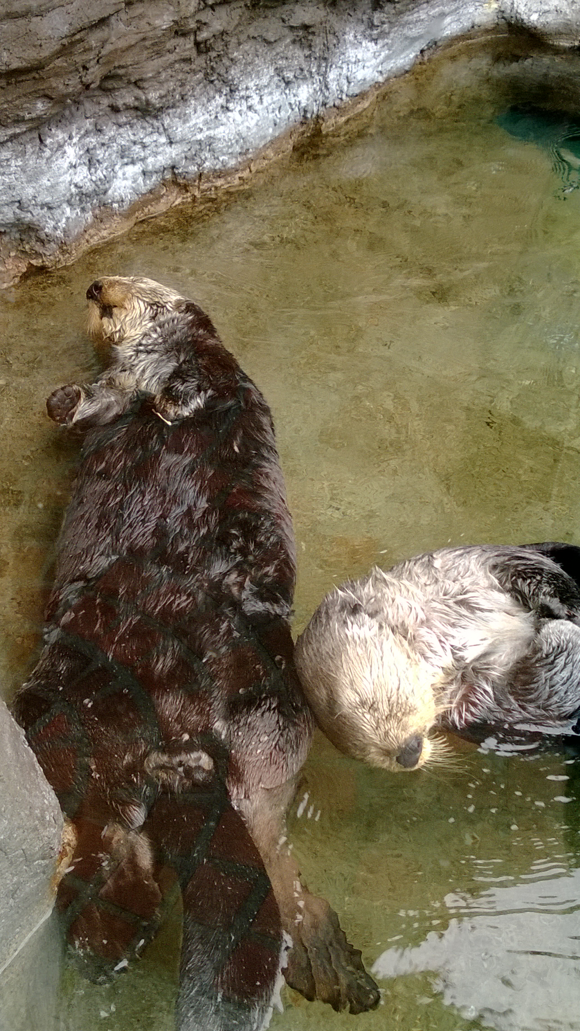 Snoozing Sea Otters Are Oblivious to Their Audience