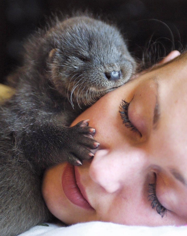Otter Pup Cuddles Up to Human