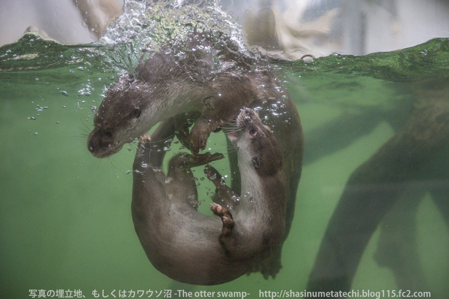 Otters Chase Each Other in Circles in the Water