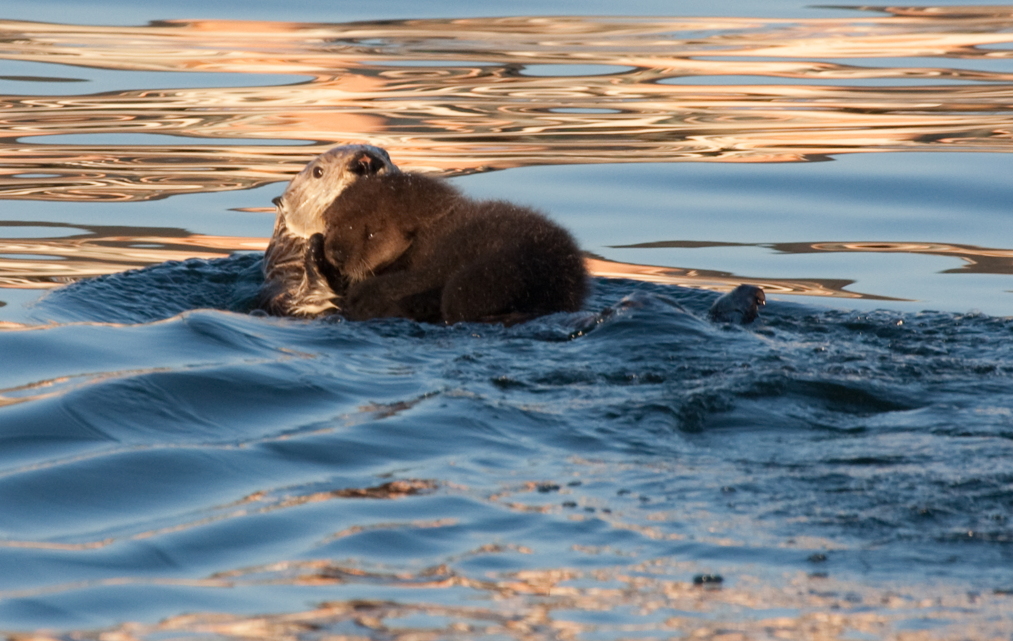 Sea Otter Mum and Pup Float Along in the Bay