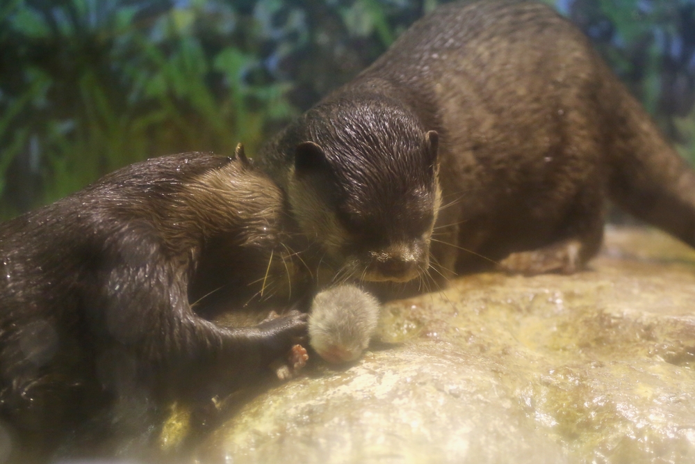 Otter Parents Dote On Their Newborn Pup 2