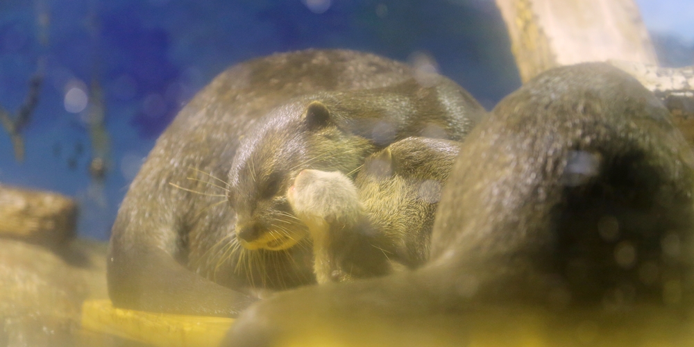 Otter Parents Dote On Their Newborn Pup 1