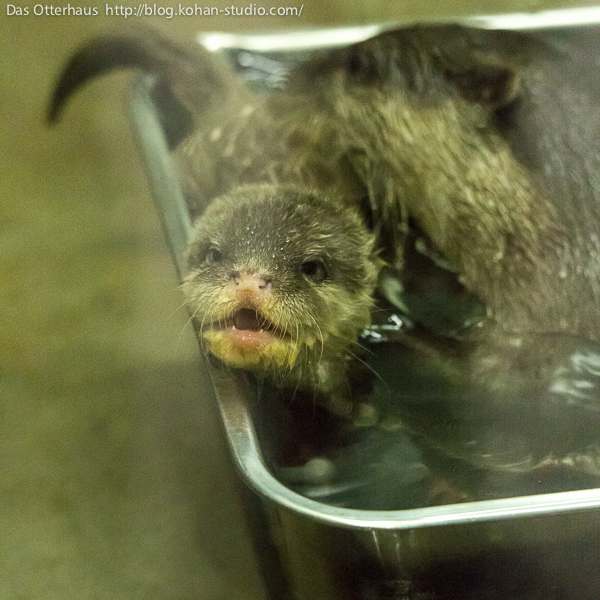Otter Pup Is Not Enjoying This Swimming Lesson