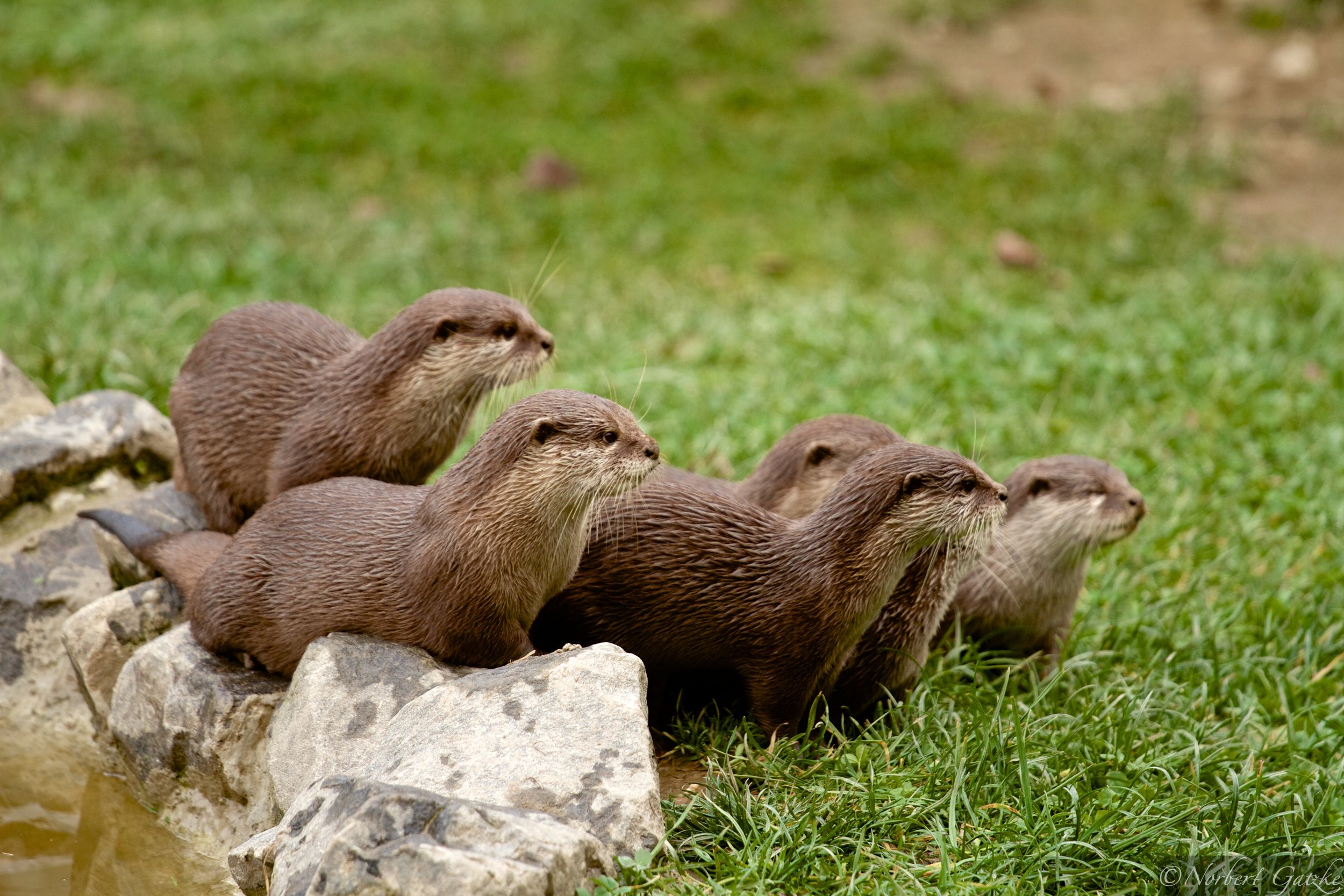 Otters Are Intently Watching Something