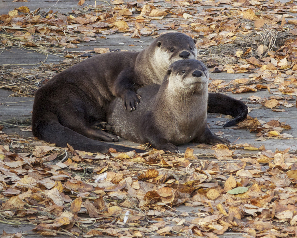 Otters Pose for a Fall Couples Portrait on the Boardwalk