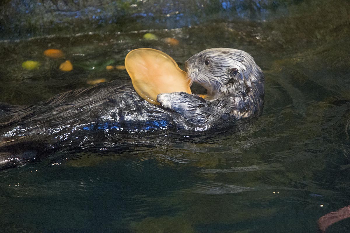Otters at Shedd Aquarium Get Treats, Not Tricks, for Halloween 2