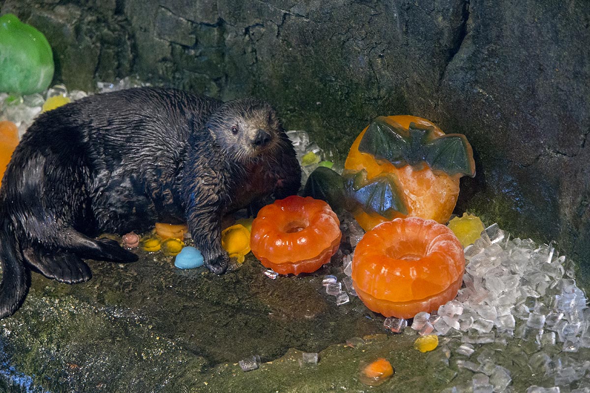 Otters at Shedd Aquarium Get Treats, Not Tricks, for Halloween 1