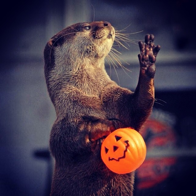 Trick-or-Treating Otter Is Not Happy the Treats Have Run Out