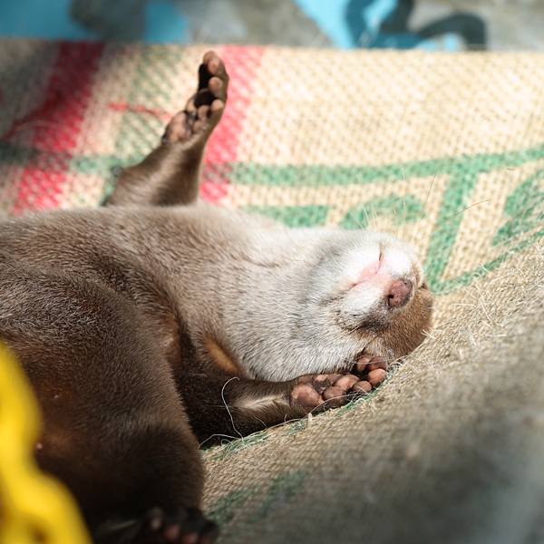 Otter Sunbathes and Naps on His Hammock 2
