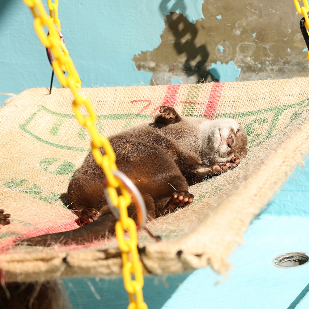 Otter Sunbathes and Naps on His Hammock 1