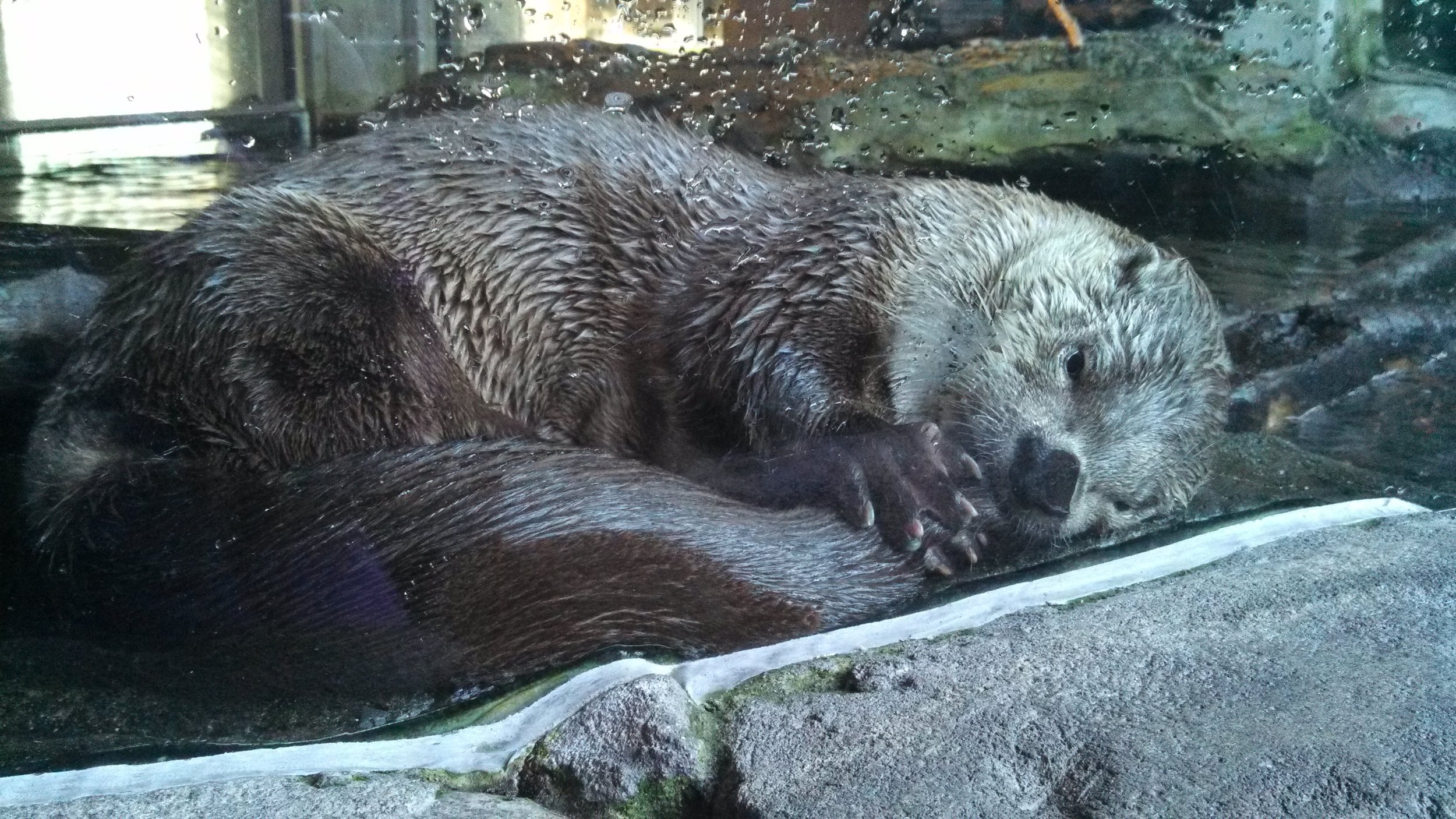 Otter Sucks His Tail Just Before Falling Asleep for a Nap