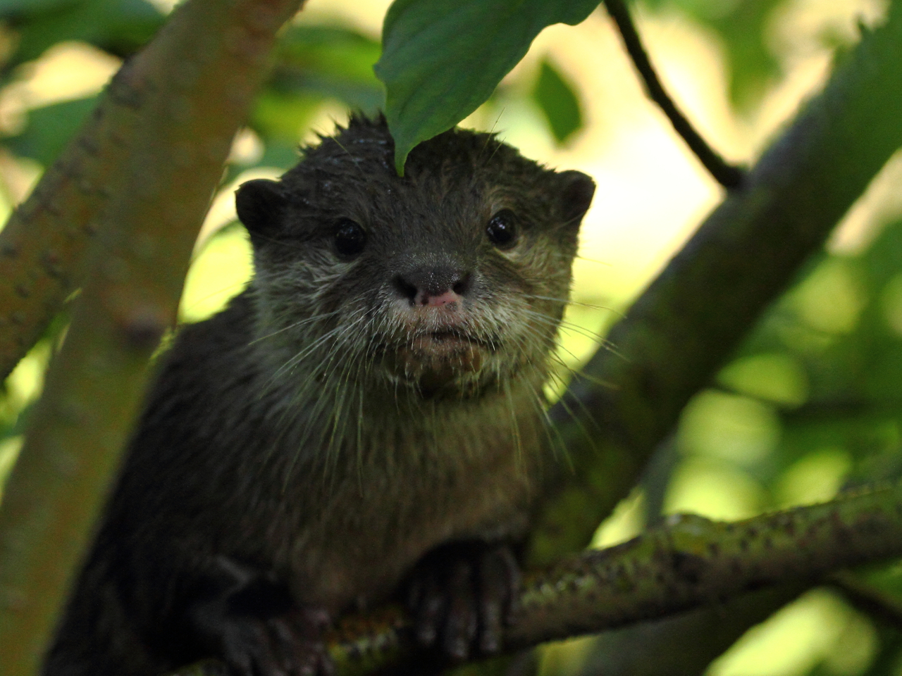 Otter Poses for a Portrait in a Tree