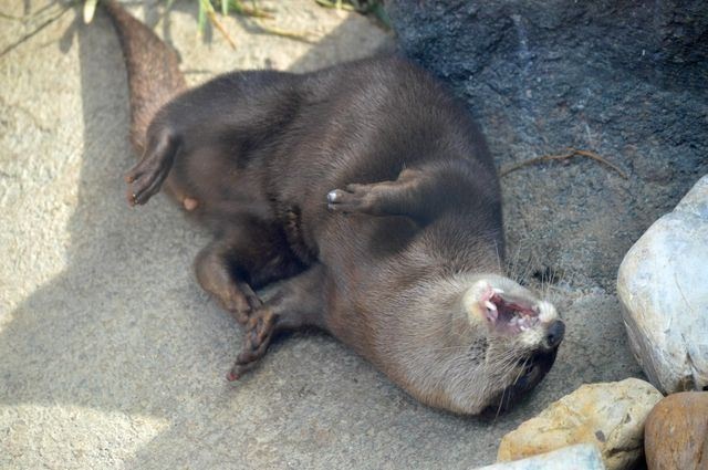 Otter Rolls on the Floor Laughing