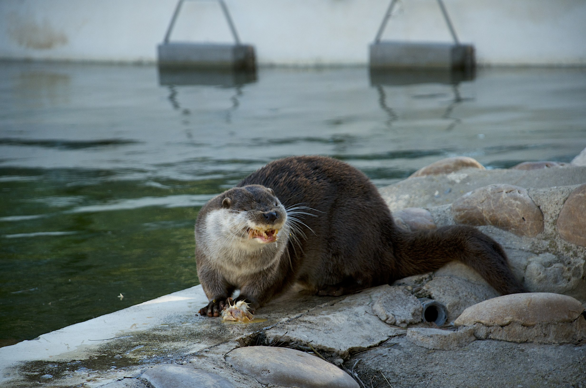 Otter Concentrates Very Hard on Nomming His Food 1