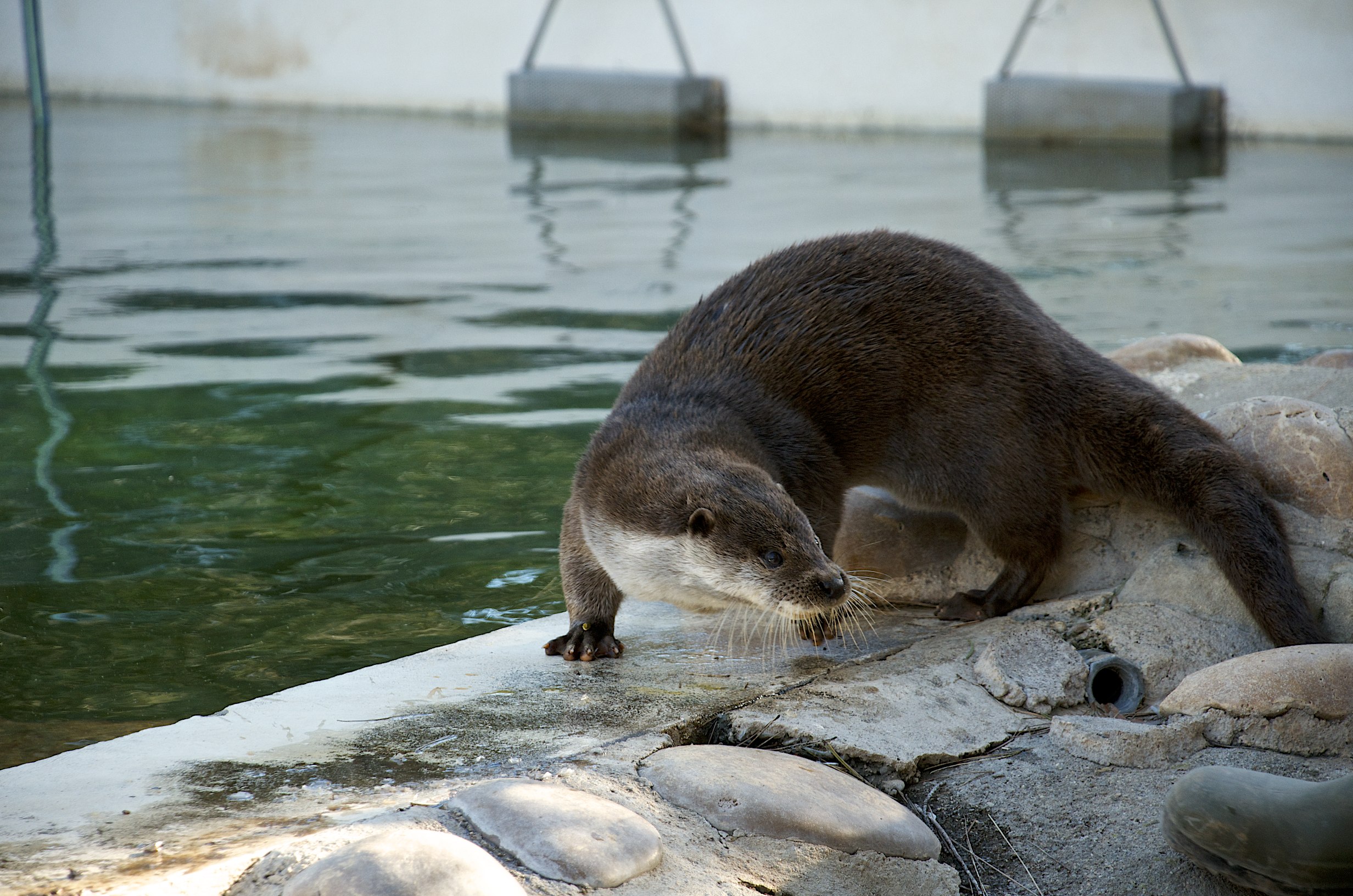 Otter Concentrates Very Hard on Nomming His Food 2