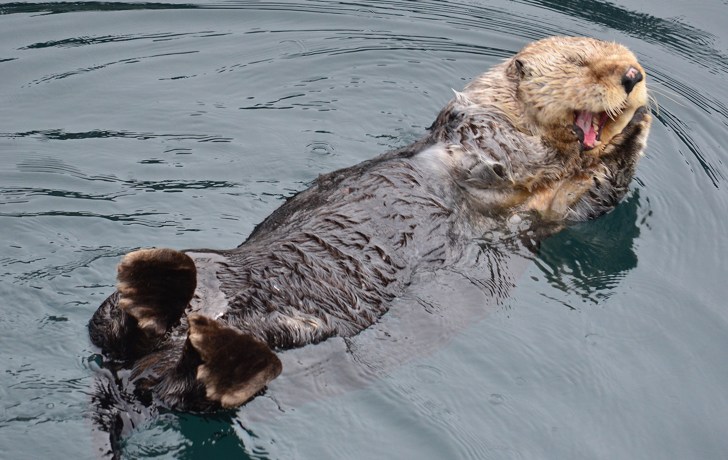 Sea Otter Has a Dainty Yawn