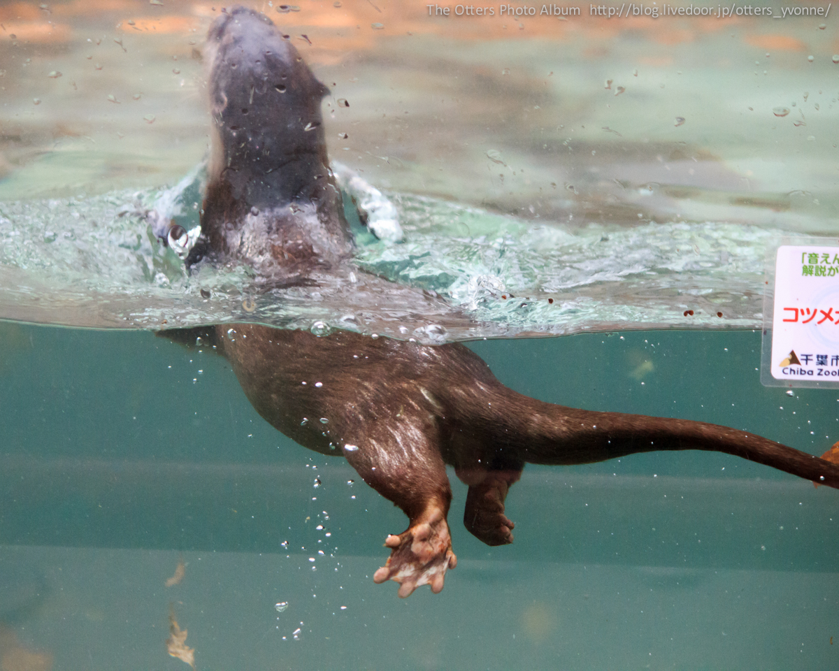 Otter Uses the Display Glass to Kick Off into the Water