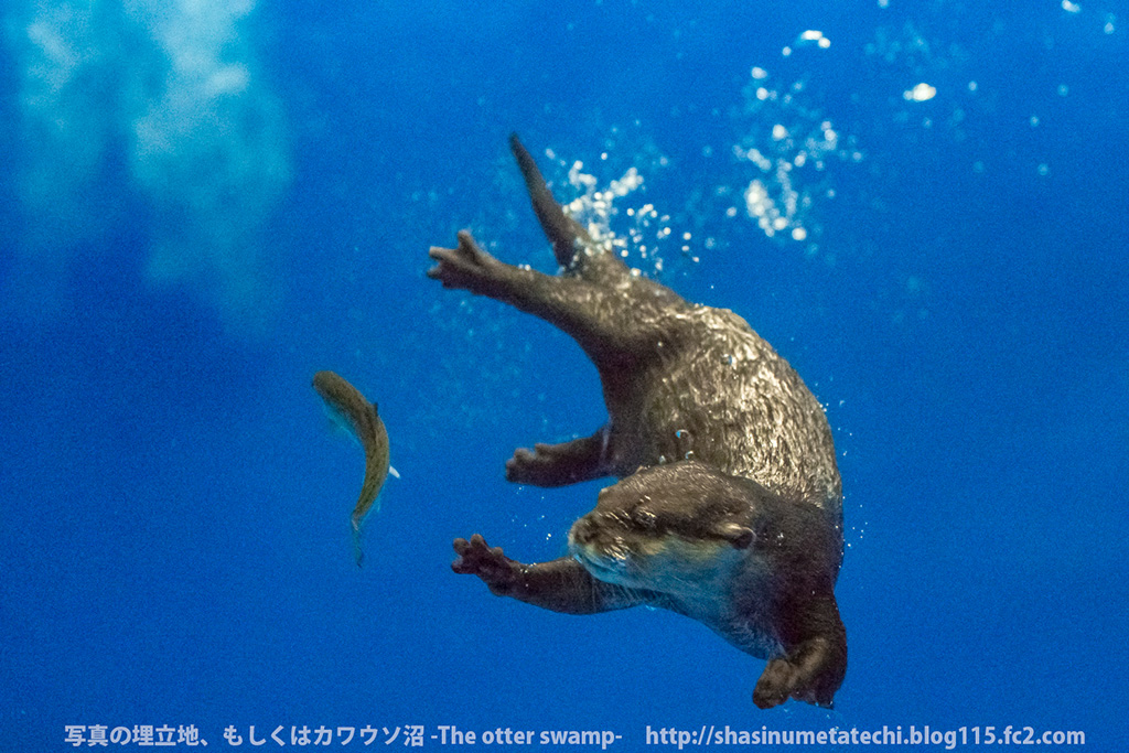 Underwater Otter Reaches for a Fish