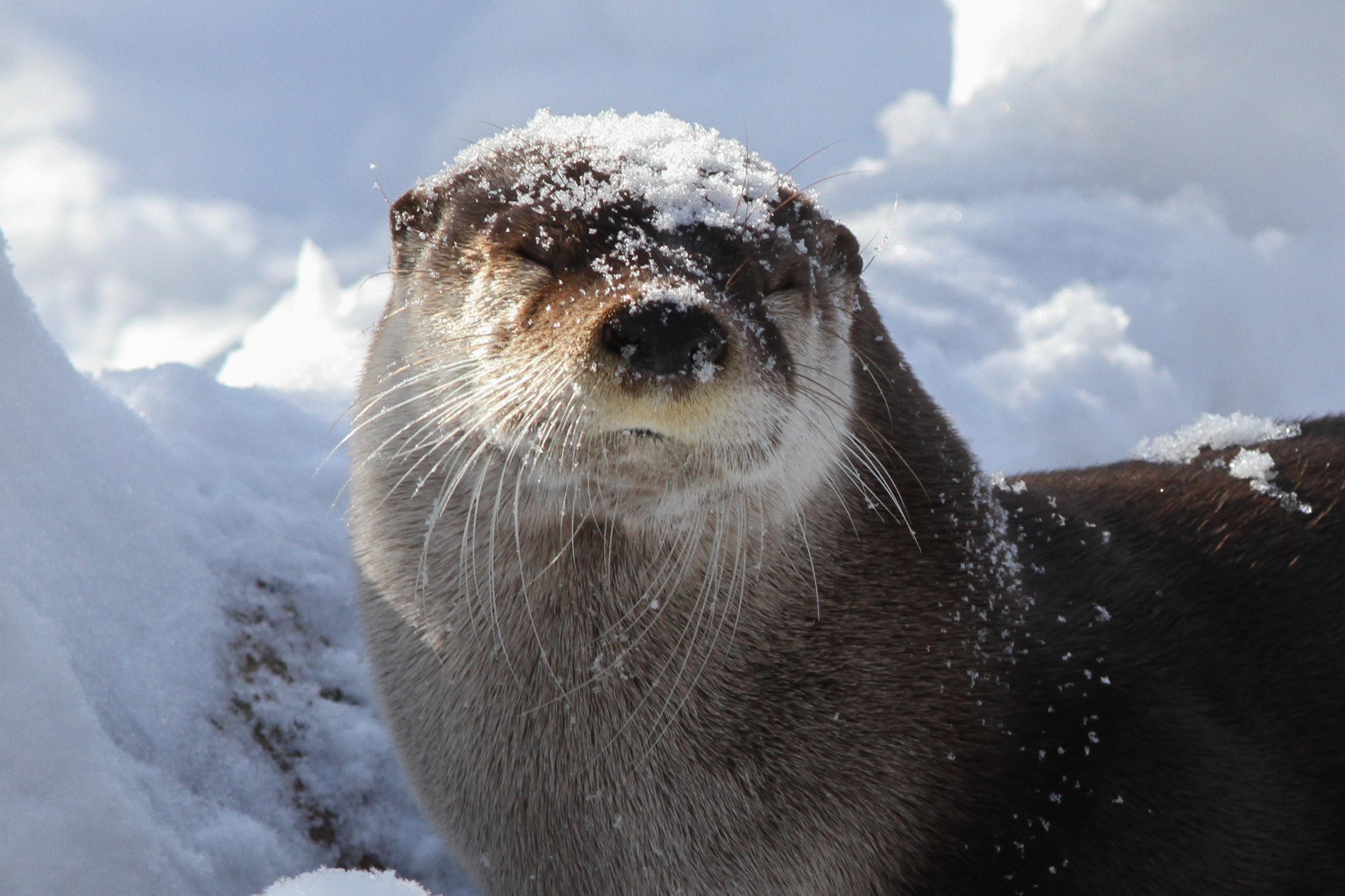 Good-Natured Otter Doesn't Mind a Little Snow on Her Head