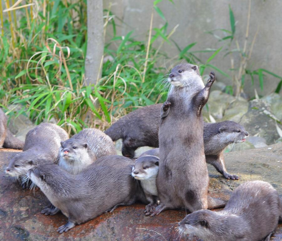 Otter Plays the Air Guitar