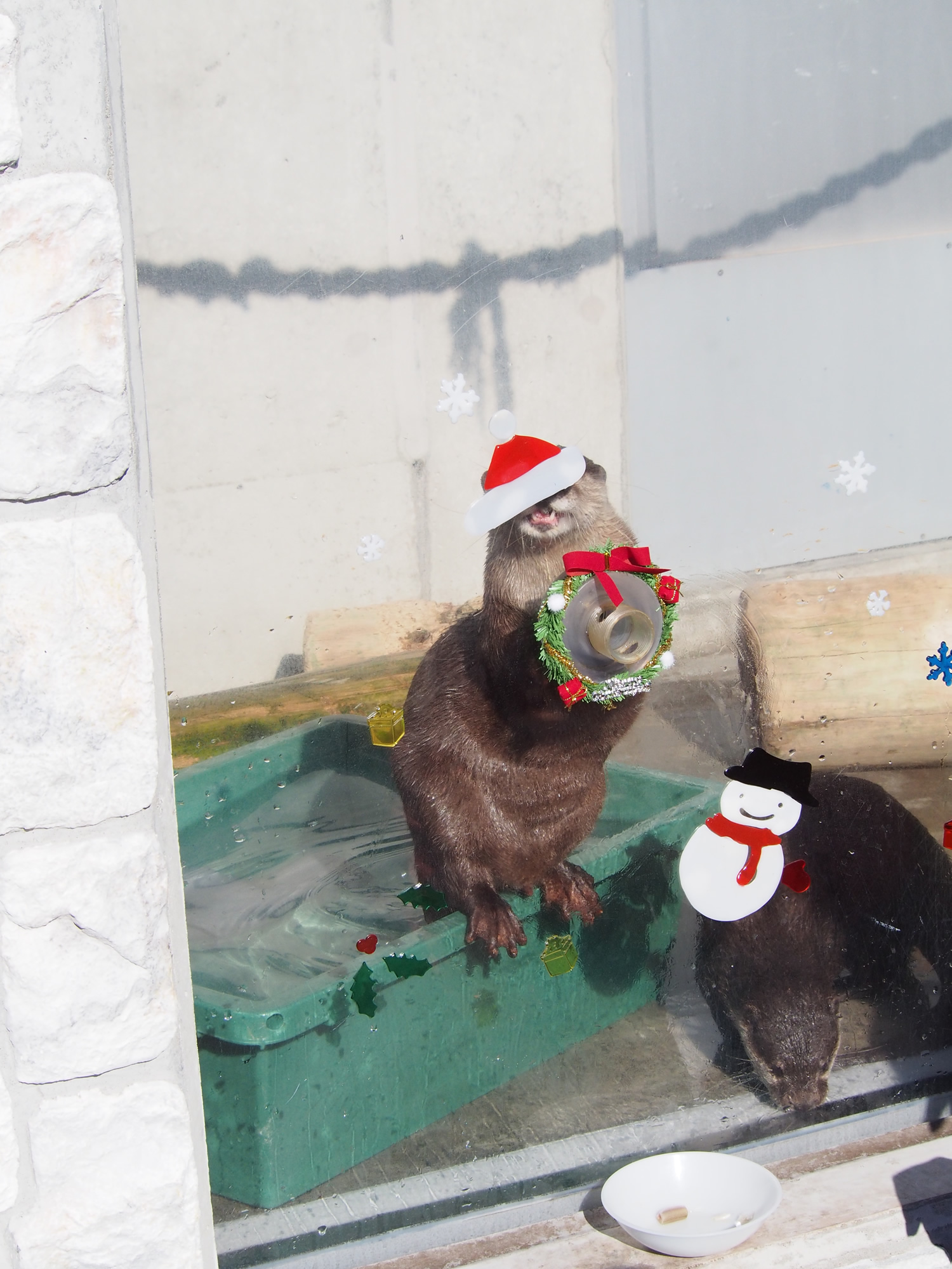 Treat-Receiving Is a Festive Event for Otters Today 2
