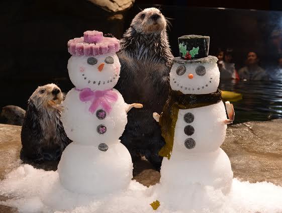 Otters at Georgia Aquarium Open Presents and Make Snowman Friends 2
