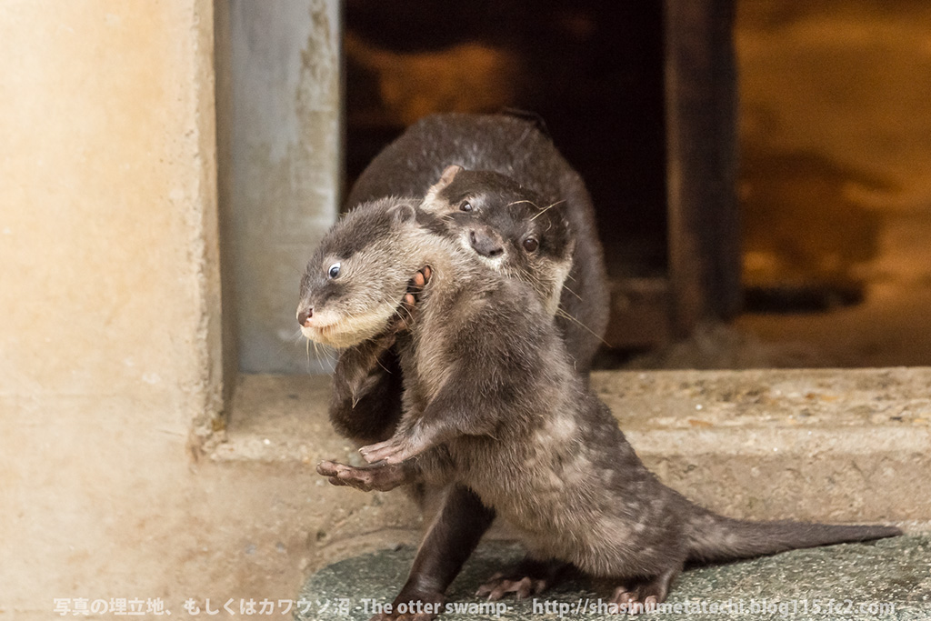 Mother Otter Keeps Her Pups Away from Mischief and Carries Them Back to the Den 5