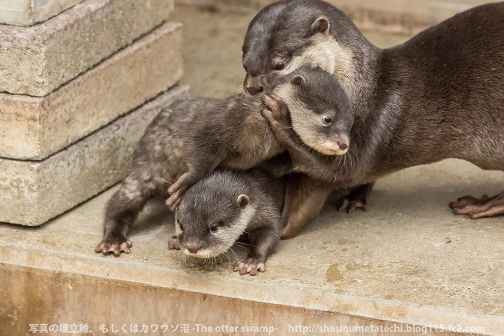 Mother Otter Keeps Her Pups Away from Mischief and Carries Them Back to the Den 4