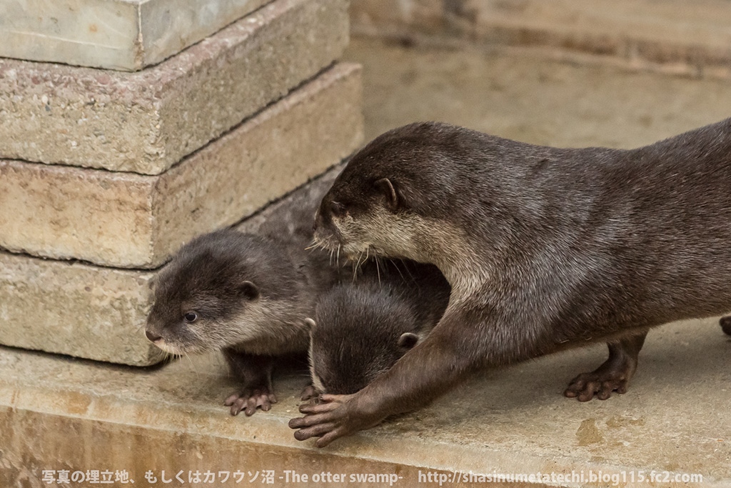 Mother Otter Keeps Her Pups Away from Mischief and Carries Them Back to the Den 3