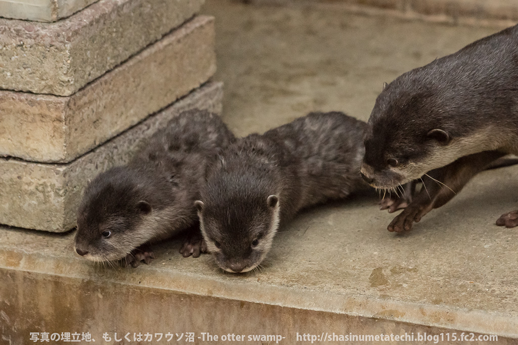Mother Otter Keeps Her Pups Away from Mischief and Carries Them Back to the Den 2
