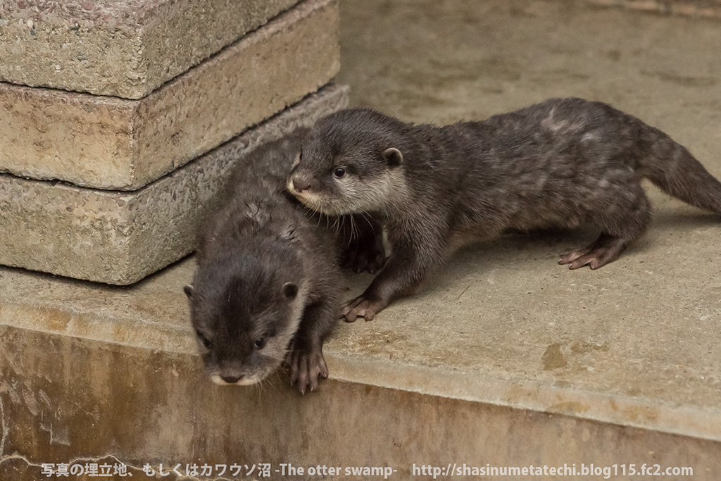 Mother Otter Keeps Her Pups Away from Mischief and Carries Them Back to the Den 1