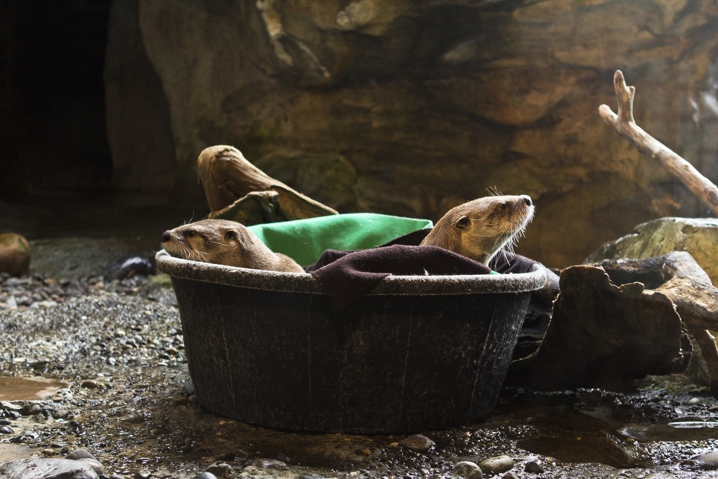 Otters Warm Up in a Bucket Filled with Fleece Blankets
