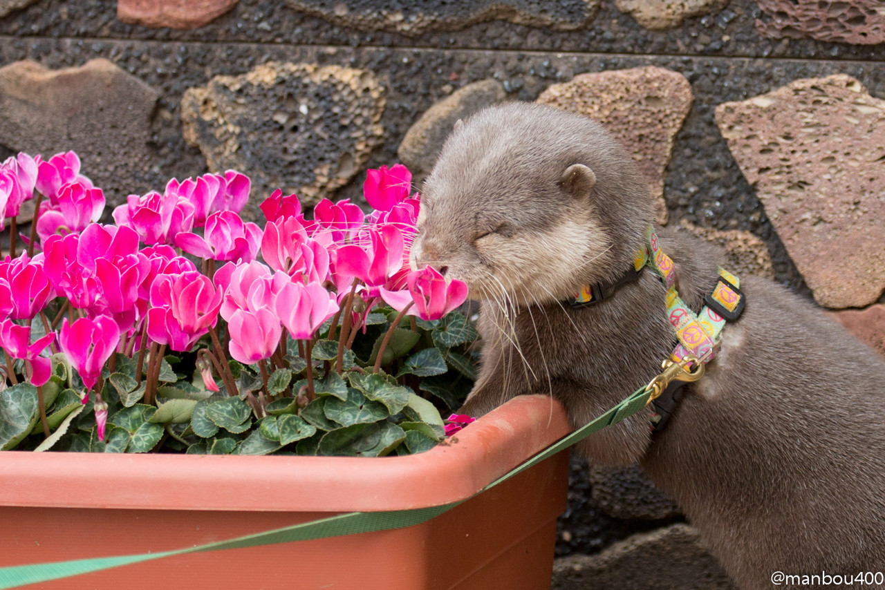 Little Otter Haku Stops to Smell the Flowers