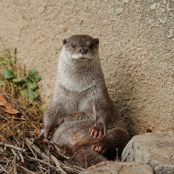 Otter Sits Up Straight for Her Photo to Be Taken