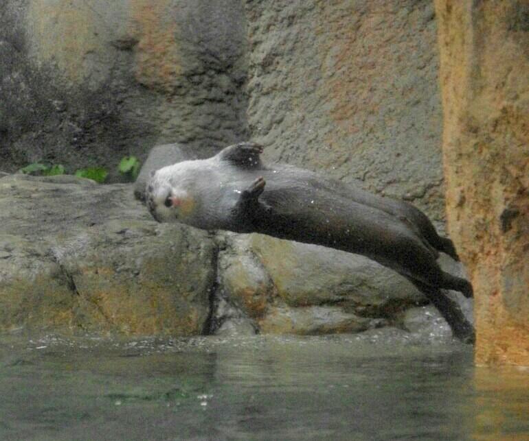 Otter Is About to Do a Back Flop