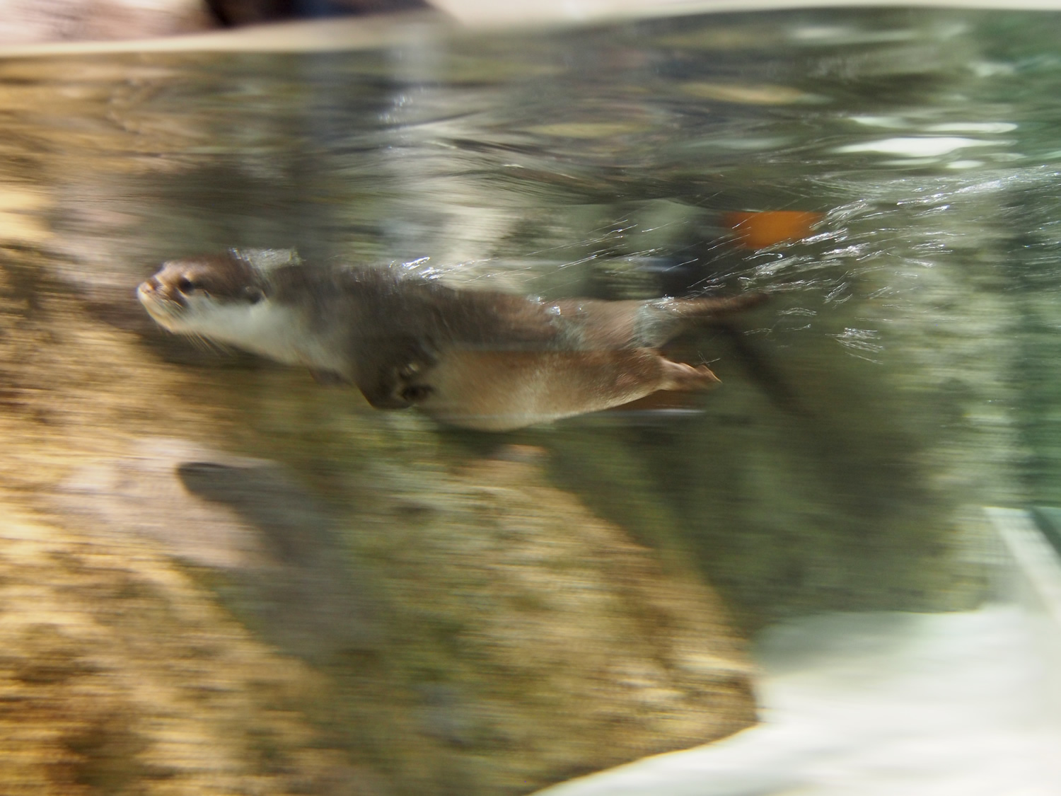 Watch Out: It's Another Otter Torpedo!