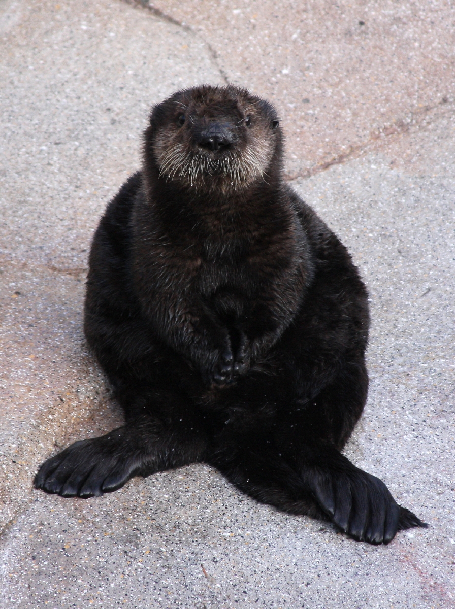 New Otter Pup on Exhibit at Monterey Bay Aquarium!