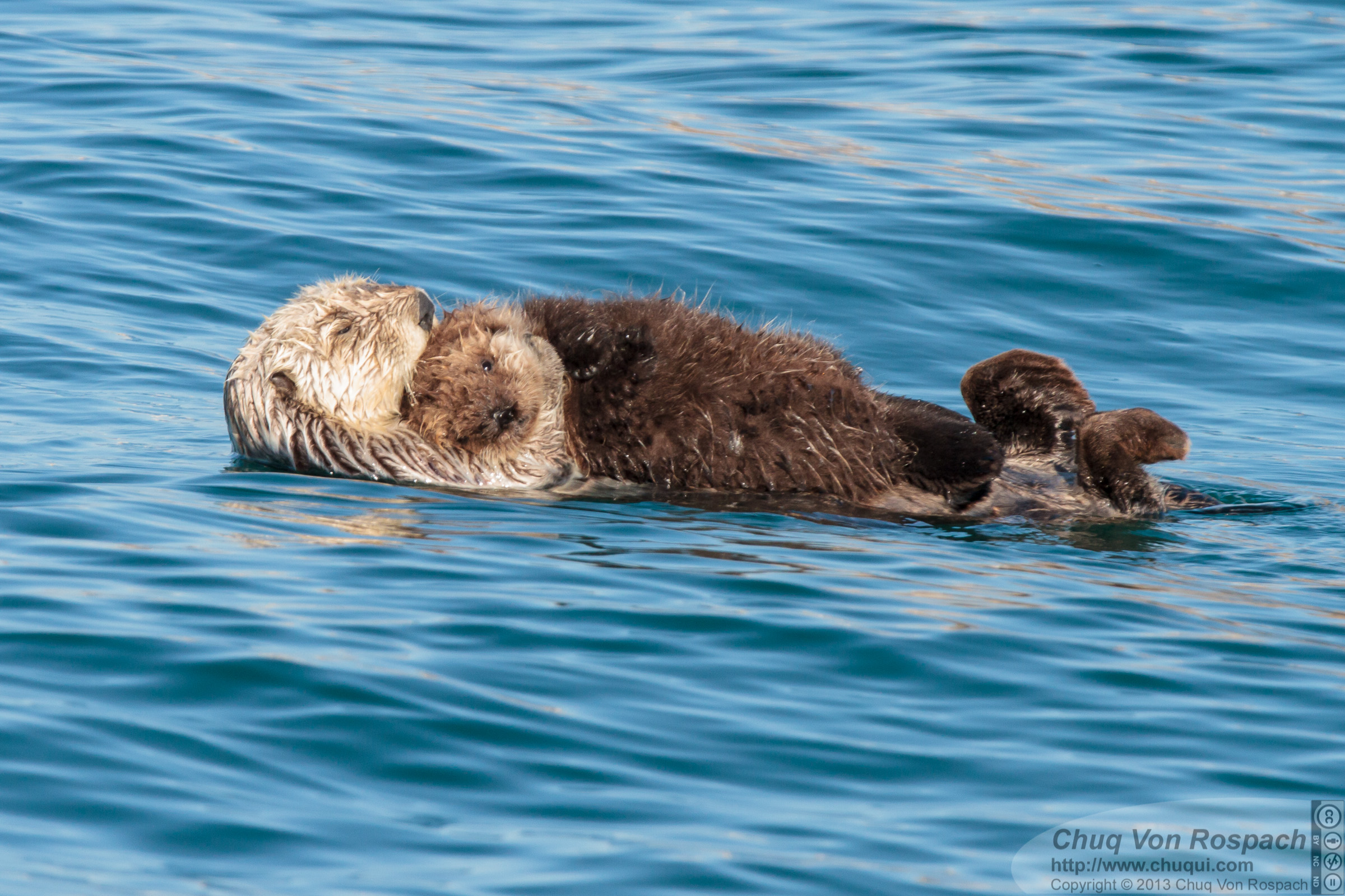 Sea Otter Mother Holds Her Pup Close