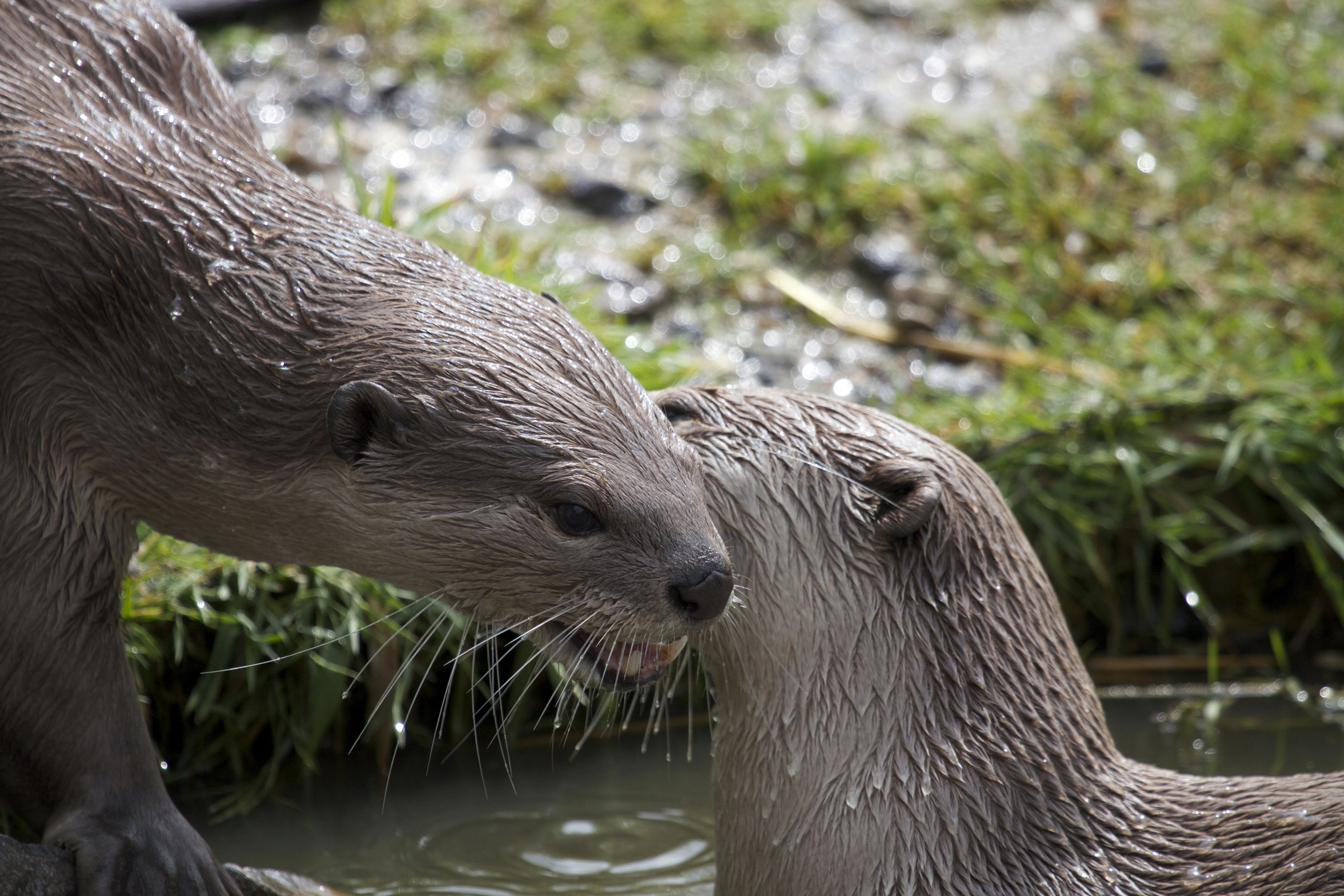 Otters Exchange Secrets