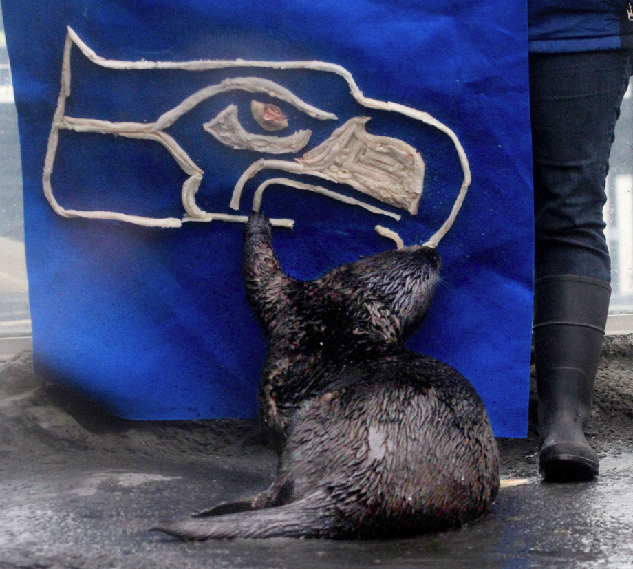 Seattle Sea Otter Prepares for Today's Super Bowl by Devouring His Team's Logo