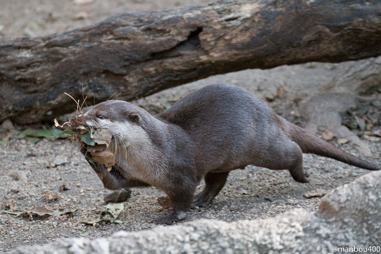 Maybe Otter Is Building a Nest 2
