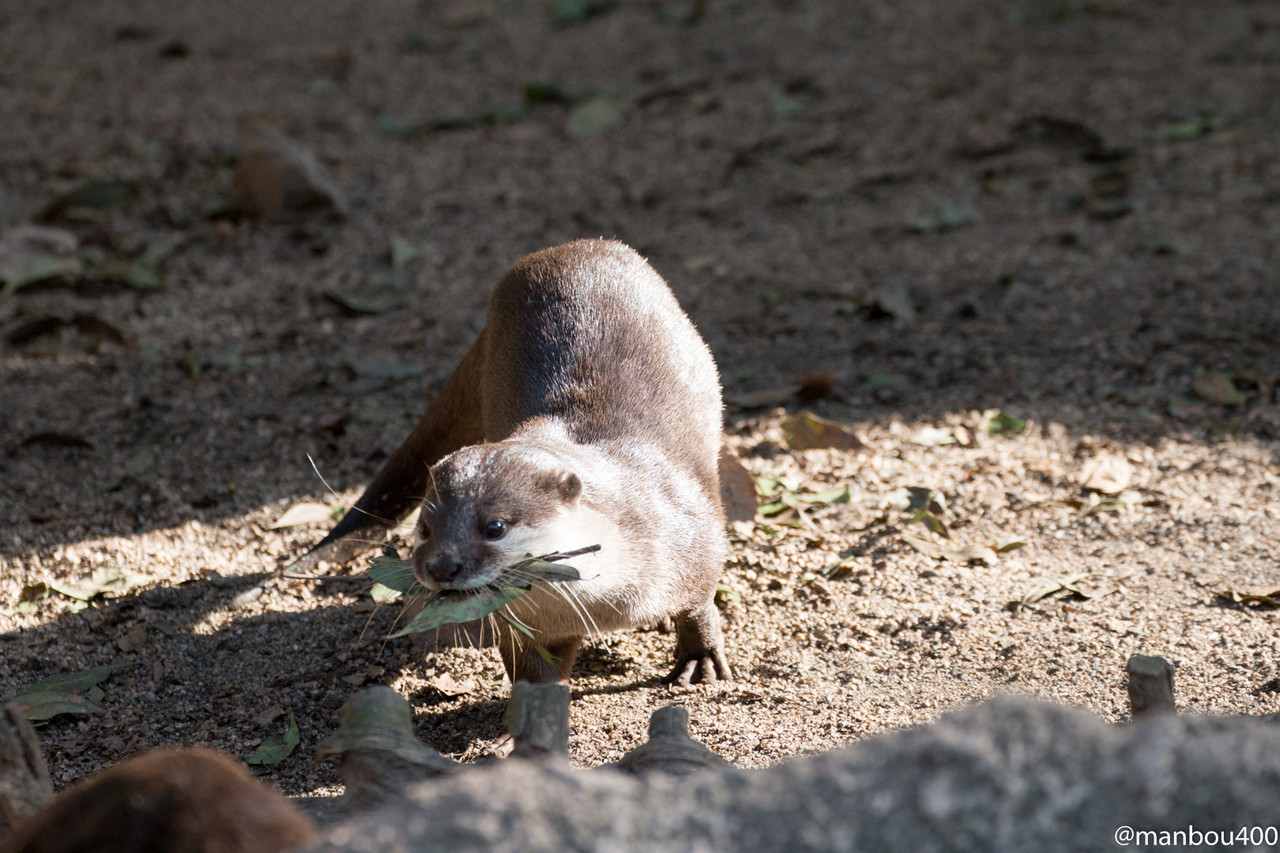 Maybe Otter Is Building a Nest 1